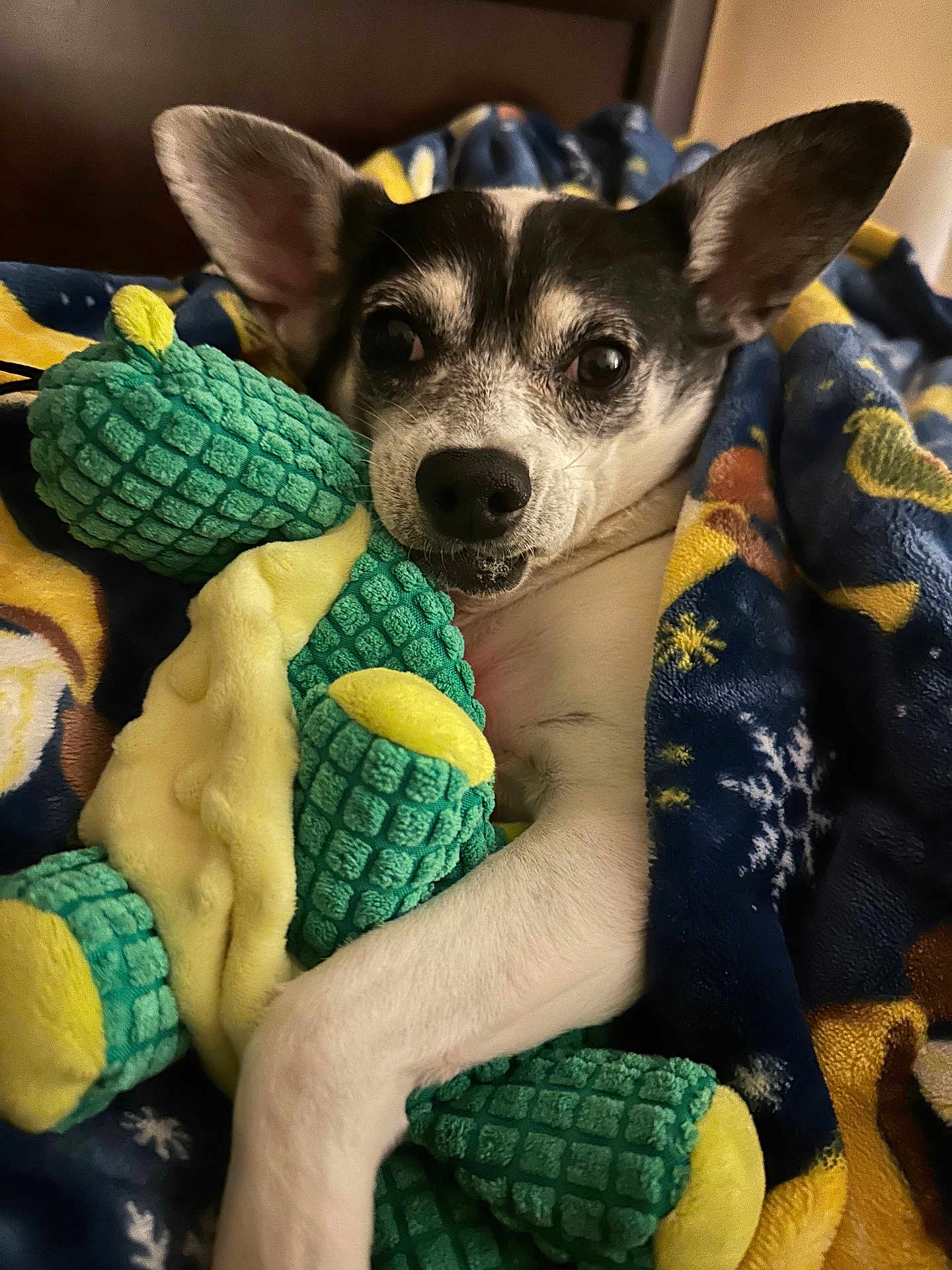 Abby is registered to the contest to win money with this photo: dog, blanket, plush_toy, cozy, indoor, pet, cute, snuggling, comfort, animal, fur, ears, paw, resting, bedroom, soft, toy, sleepy, relaxed, companion