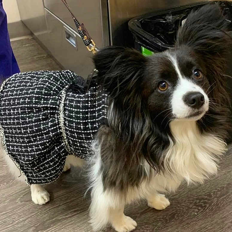 Pyper joined the competition — help win amazing prizes! animal, black_and_white, canine, clothing, curious, cute, dog, domestic_animal, floor, flooring, furry, indoor, kitchen, leash, long_hair, looking_up, outfit, pet, small_dog, trash_bin
