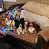 black, blanket, brown, canine, companion, couch, dog, domestic_animal, four_dogs, fur, happy, indoor, multicolored, pets, pillow, relaxing, tongue_out, towel, white, wicker