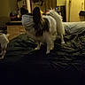 Pyper joined the competition — help win amazing prizes! accessory, bed, bedroom, blanket, clothing, dark, dog, domestic_animal, dresser, fur, furniture, home, indoor, lamp, mirror, pet, reflection, room, small_dog, standing