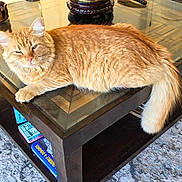 Steve joined the competition — help win amazing prizes! cat, orange_cat, fluffy, long_hair, pet, animal, lying_down, lounging, tail, whiskers, ears, eyes, face, living_room, coffee_table, glass_table, sofa, rug, magazines, indoor