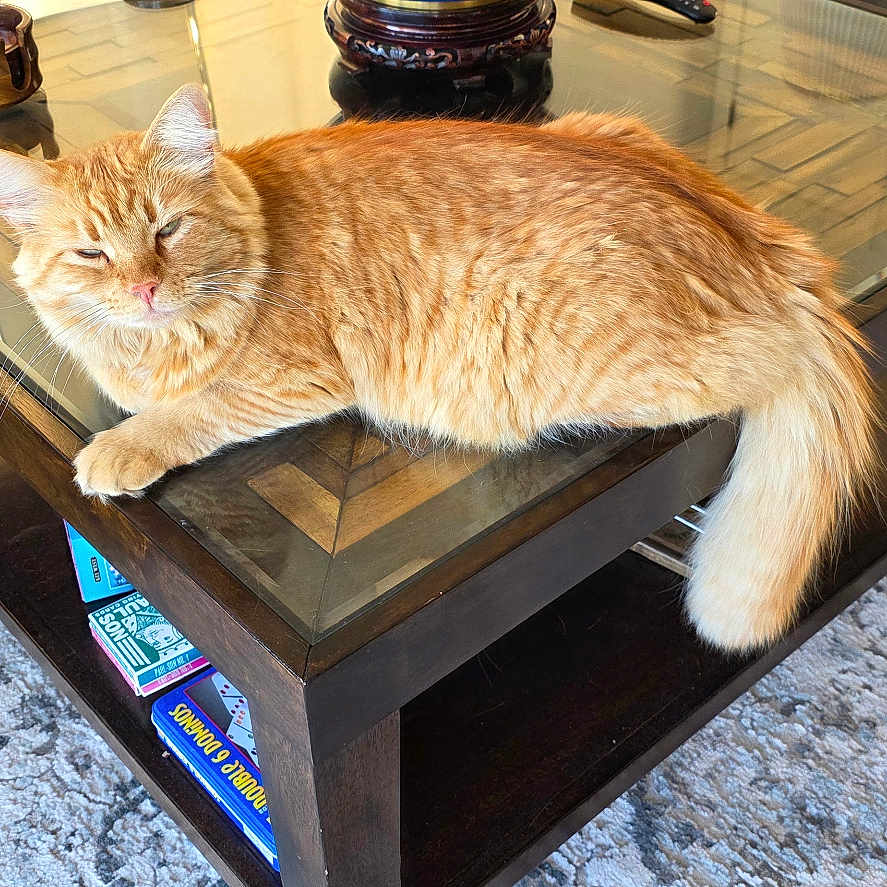 Steve joined the competition — help win amazing prizes! cat, orange_cat, fluffy, long_hair, pet, animal, lying_down, lounging, tail, whiskers, ears, eyes, face, living_room, coffee_table, glass_table, sofa, rug, magazines, indoor