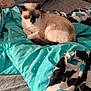 animal, bed, blanket, cat, comfort, cozy, cute, domestic_animal, feline, floral_pattern, fur, home, indoor, mammal, pillow, polka_dot, relaxation, resting, sleeping, turquoise