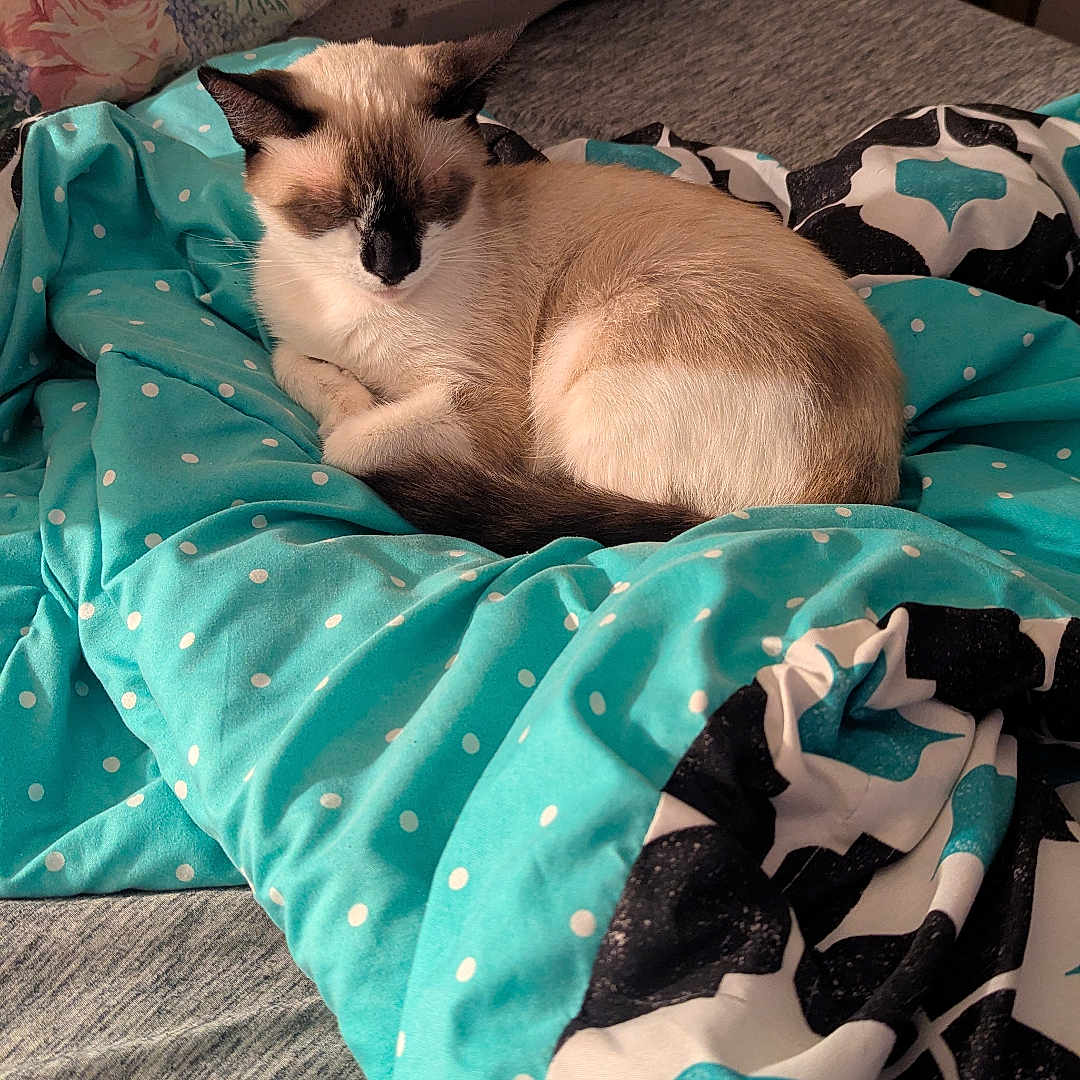 Sefie is registered to the contest to win money with this photo: animal, bed, blanket, cat, comfort, cozy, cute, domestic_animal, feline, floral_pattern, fur, home, indoor, mammal, pillow, polka_dot, relaxation, resting, sleeping, turquoise