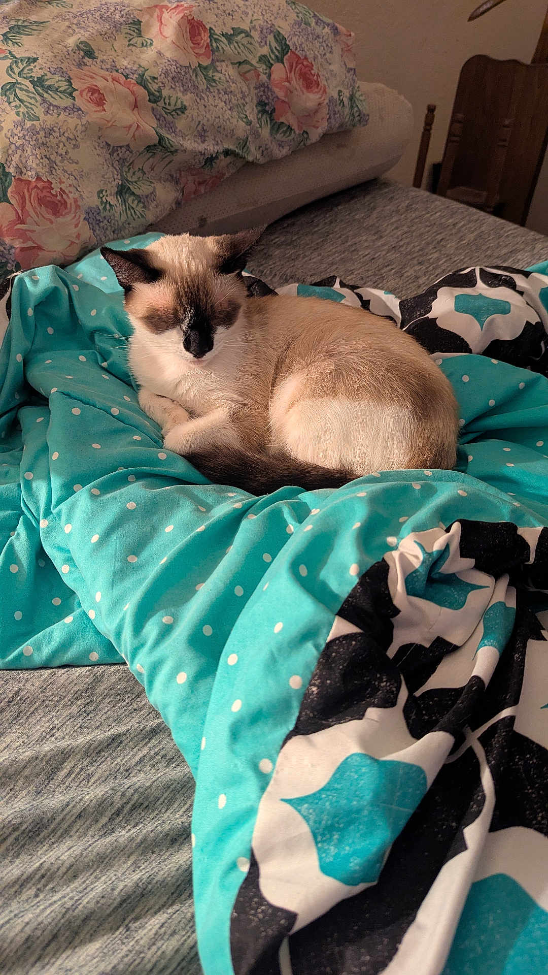 Sefie is registered to the contest to win money with this photo: animal, bed, blanket, cat, comfort, cozy, cute, domestic_animal, feline, floral_pattern, fur, home, indoor, mammal, pillow, polka_dot, relaxation, resting, sleeping, turquoise