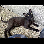 Street a rejoint le concours — aidez-le/la à gagner de superbes lots ! black_cat, cat, pet, animal, outdoor, pebble_floor, concrete_wall, yellow_eyes, feline, resting, looking_up, curious, domestic_cat, whiskers, tail, ears, paw, fur, side_view, relaxed