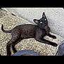 black_cat, cat, pet, animal, outdoor, pebble_floor, concrete_wall, yellow_eyes, feline, resting, looking_up, curious, domestic_cat, whiskers, tail, ears, paw, fur, side_view, relaxed