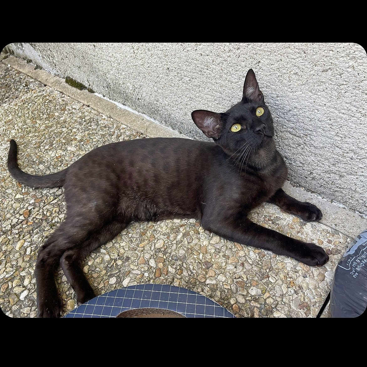 Street a rejoint le concours — aidez-le/la à gagner de superbes lots ! animal, black_cat, cat, concrete_wall, curious, domestic_cat, ears, feline, fur, looking_up, outdoor, paw, pebble_floor, pet, relaxed, resting, side_view, tail, whiskers, yellow_eyes