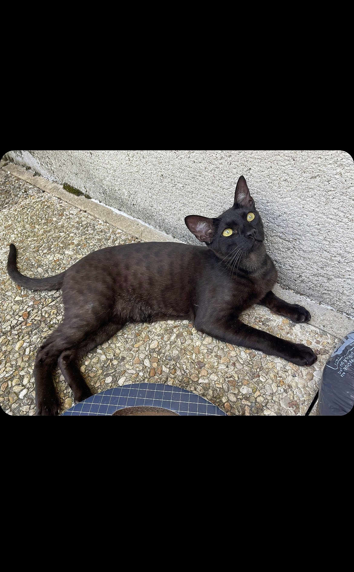Street a rejoint le concours — aidez-le/la à gagner de superbes lots ! black_cat, cat, pet, animal, outdoor, pebble_floor, concrete_wall, yellow_eyes, feline, resting, looking_up, curious, domestic_cat, whiskers, tail, ears, paw, fur, side_view, relaxed