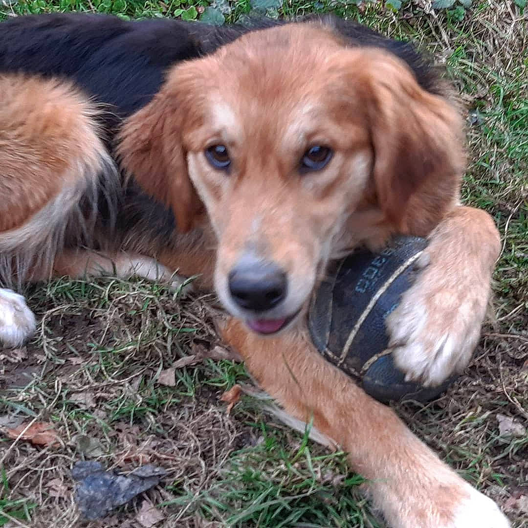 Ruby a rejoint le concours — aidez-le/la à gagner de superbes lots ! canidae, carnivore, companion_dog, dog, dog_breed, fawn, fur, grass, hunting_dog, liver, plant, soil, sporting_group, terrestrial_animal, whiskers