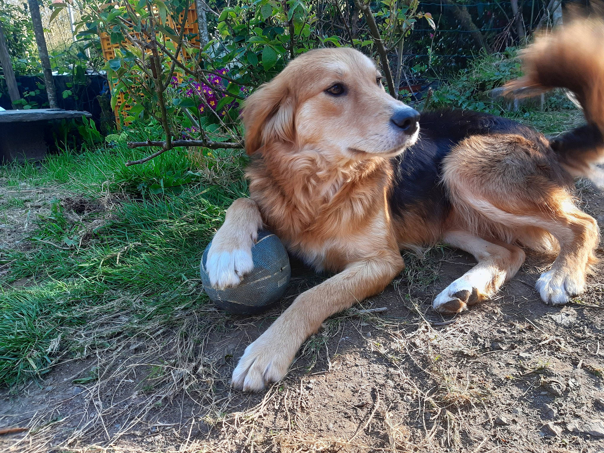 Ruby a rejoint le concours — aidez-le/la à gagner de superbes lots ! canidae, carnivore, companion_dog, dog, dog_breed, fawn, grass, gun_dog, liver, plant, pointing_breed, retriever, snout, soil, sporting_group, street_dog, tail, terrestrial_animal, tree, wildlife