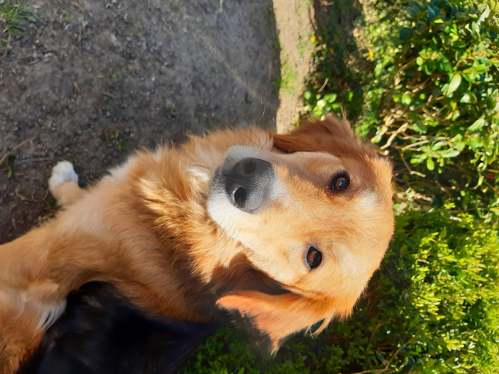 Ruby participe au concours pour gagner de l'argent avec cette photo : ancient_dog_breeds, canidae, carnivore, companion_dog, dog, dog_breed, fawn, fur, grass, paw, plant, puppy, snout, sporting_group, street_dog, terrestrial_animal, whiskers, wildlife, working_dog
