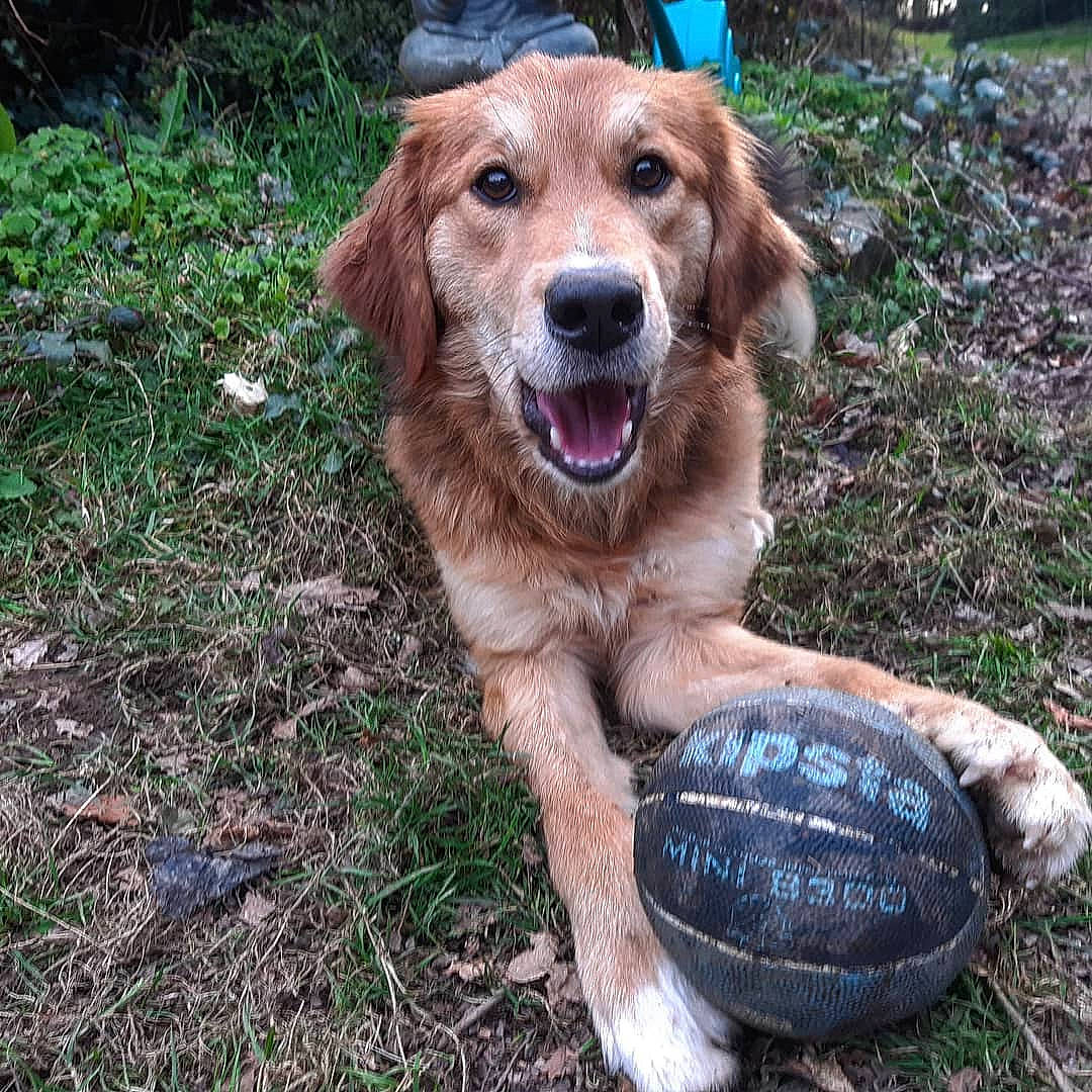 Ruby participe au concours pour gagner de l'argent avec cette photo : ball, canidae, carnivore, companion_dog, dog, dog_breed, fawn, golden_retriever, grass, gun_dog, labrador_retriever, paw, plant, snout, soil, sporting_group, terrestrial_animal, tree, working_animal, working_dog