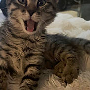 Ace participe au concours pour gagner de l'argent avec cette photo : kitten, tabby, cat, feline, pet, indoor, fluffy_blanket, cute, young_animal, whiskers, playful, fur, animal_paw, domestic_cat, resting, curious, closeup, animal_face, striped, wide_eyes