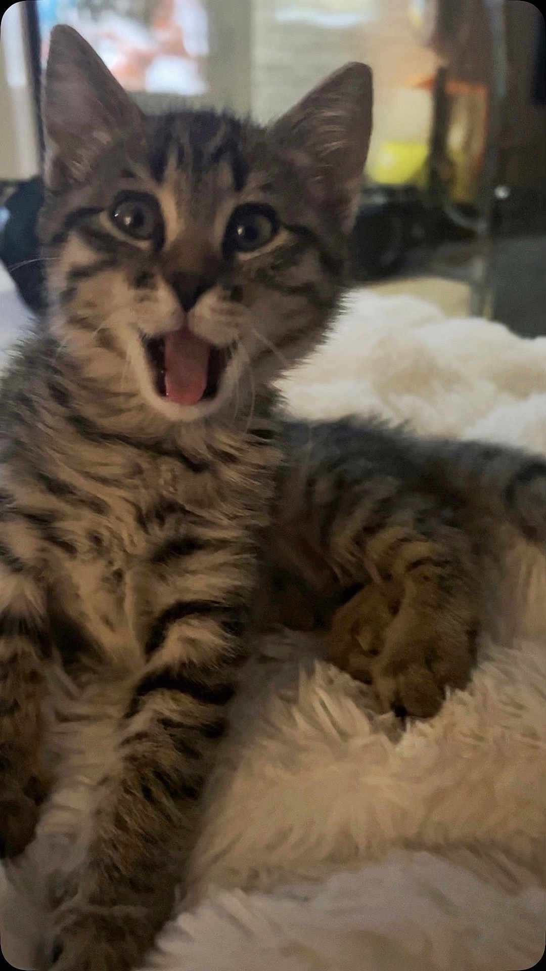 Ace participe au concours pour gagner de l'argent avec cette photo : kitten, tabby, cat, feline, pet, indoor, fluffy_blanket, cute, young_animal, whiskers, playful, fur, animal_paw, domestic_cat, resting, curious, closeup, animal_face, striped, wide_eyes