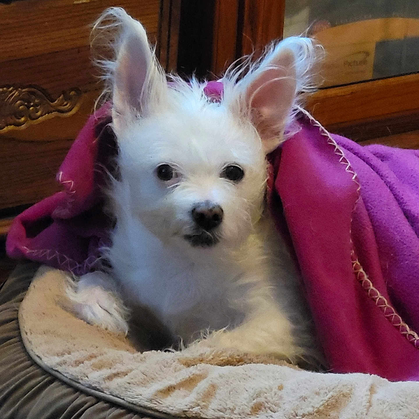 Binky joined the competition — help win amazing prizes! animal, blanket, canine, cockerspaniel, couch, cushion, dog, eskimodog, furniture, homedecor, machine, papillon, pet, poodle, puppy, spoke, terrier, towel, velvet, whitedog