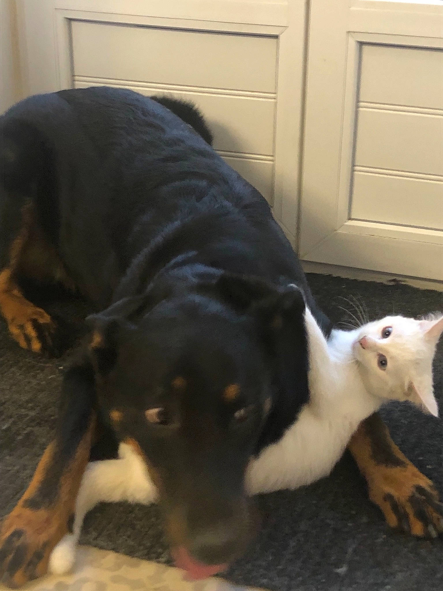 Pouky participe au concours pour gagner de l'argent avec cette photo : canidae, carnivore, companion_dog, dog, dog_breed, huntaway, mammal, snout, sporting_group, tail