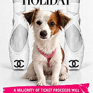 Coco Chanel is registered to the contest to win money with this photo: puppy, dog, small_dog, animal, pet, sitting, front_facing, brown_and_white, white_fur, floppy_ears, pink_harness, collar, cute, portrait, holiday, charity, animal_shelter, fashion, designer_shoes, poster