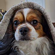 Ritz is registered to the contest to win money with this photo: dog, close_up, blanket, cozy, indoor, pet, fur, whiskers, brown_and_white, curious_eyes, snout, nose, portrait, cute, companion, animal, domestic_animal, soft_texture, relaxed, warm
