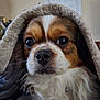 dog, close_up, blanket, cozy, indoor, pet, fur, whiskers, brown_and_white, curious_eyes, snout, nose, portrait, cute, companion, animal, domestic_animal, soft_texture, relaxed, warm