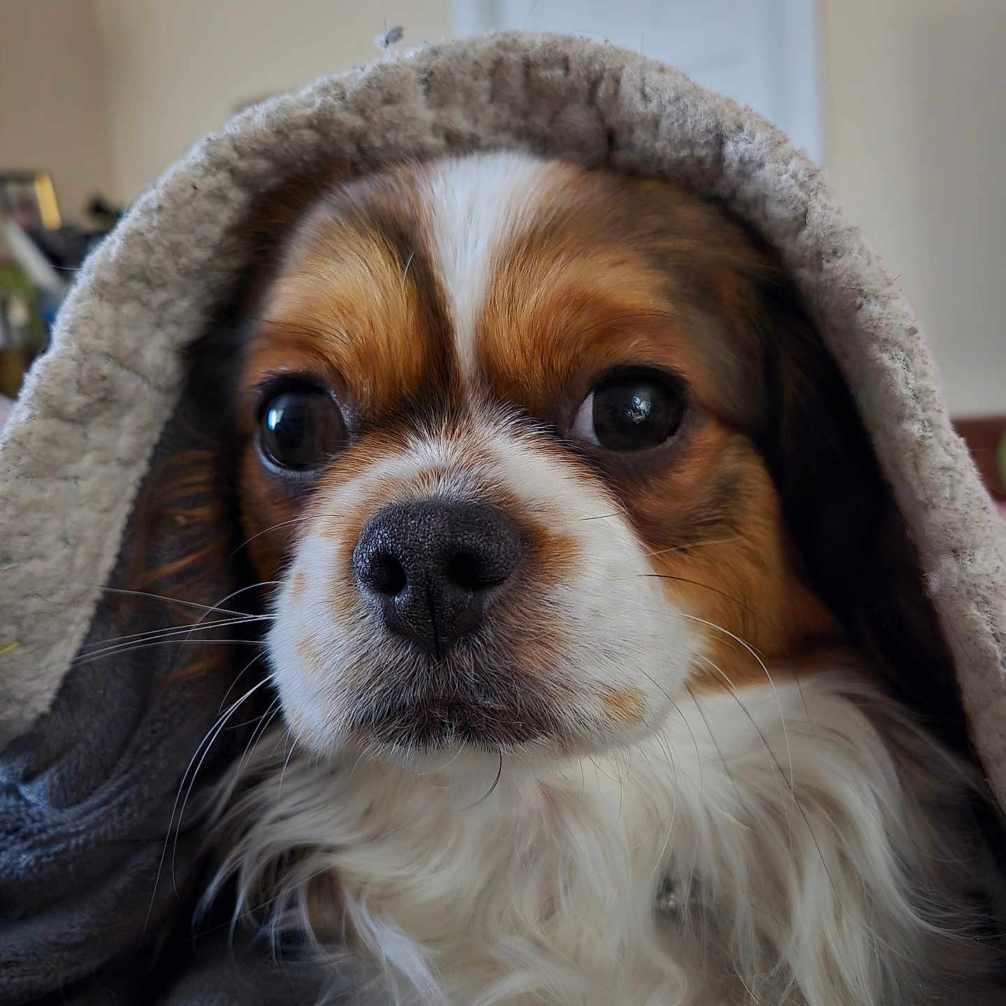 Ritz is registered to the contest to win money with this photo: animal, blanket, brown_and_white, close_up, companion, cozy, curious_eyes, cute, dog, domestic_animal, fur, indoor, nose, pet, portrait, relaxed, snout, soft_texture, warm, whiskers