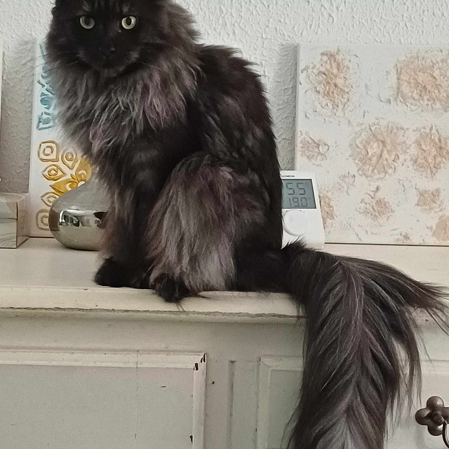 Udivine participe au concours pour gagner de l'argent avec cette photo : animal, black_cat, cabinet, cat, cozy, curious, domestic, feline, fluffy_tail, furniture, furry, home_decor, indoor, long_hair, pet, portrait, quiet, sitting, vintage, wall_art