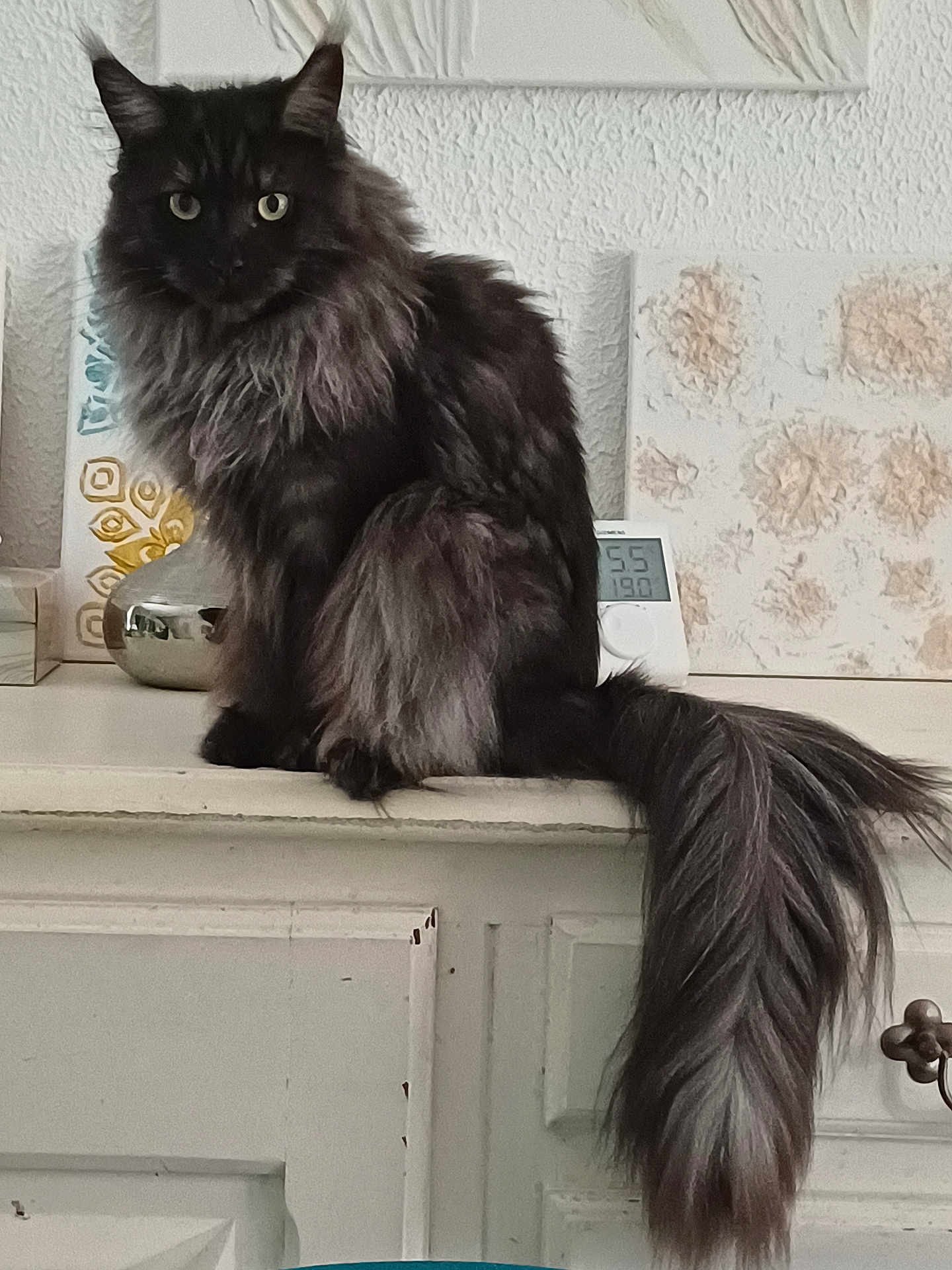 Udivine participe au concours pour gagner de l'argent avec cette photo : cat, long_hair, black_cat, fluffy_tail, pet, indoor, cabinet, vintage, home_decor, wall_art, portrait, feline, animal, furry, sitting, curious, domestic, furniture, cozy, quiet
