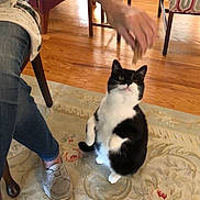 Oliver joined the competition — help win amazing prizes! cat, black_and_white, pet, indoor, person, hand, treat, rug, wooden_floor, chair, footwear, jeans, sitting, looking_up, animal, domestic, curious, home, interaction, furniture