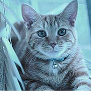 Felix is registered to the contest to win money with this photo: animal, bell, blue_eyes, cat, close_up, collar, cute, domestic_cat, feline, fur, indoor, looking_at_camera, pet, portrait, relaxed, resting, tabby, whiskers, window, young_cat