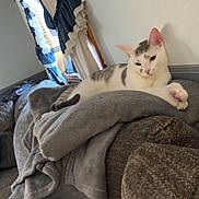 Mouse is registered to the contest to win money with this photo: blanket, cat, couch, cozy, curtains, domestic_animal, ear, fur, furniture, gray, home, indoor, living_room, paw, pet, relaxed, resting, soft, white, window