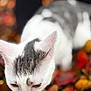animal, autumn, cat, close_up, curious, daylight, ears, fall_leaves, fur, grass, gray_cat, leaf_litter, nature, outdoor, pet, seasonal, sniffing, soft_focus, whiskers, white_cat