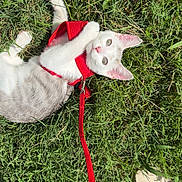 Mouse joined the competition — help win amazing prizes! cat, kitten, grass, outdoor, leash, harness, white_cat, grey_cat, pet, playful, curious, animal, nature, sunlight, footwear, shoe, person, greenery, cute, domestic_animal