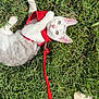 cat, kitten, grass, outdoor, leash, harness, white_cat, grey_cat, pet, playful, curious, animal, nature, sunlight, footwear, shoe, person, greenery, cute, domestic_animal