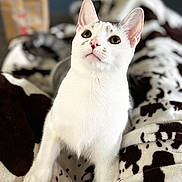 Mouse is registered to the contest to win money with this photo: bed, blanket, cat, closeup, cow_print, cozy, curious, domestic_cat, ears, feline, green_eyes, indoor, looking_up, paws, pet, portrait, shallow_depth_of_field, soft_fur, whiskers, white_cat