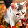 animal, autumn, blurred_background, cat, closeup, curious, cute, ears, fall, fur, grass, gray, leaves, nature, outdoor, pet, season, tongue, whiskers, white