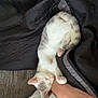 kitten, cat, sleeping, curled_up, white, gray, paw, human_hand, arm, blanket, couch, cozy, indoor, pet, resting, soft_texture, fur, relaxation, comfort, nap