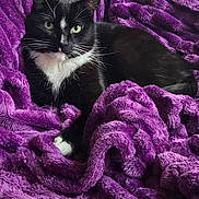 Spooky is registered to the contest to win money with this photo: cat, tuxedo_cat, black_and_white, green_eyes, pet, feline, animal, resting, blanket, purple, soft_texture, cozy, indoor, fur, whiskers, relaxed, cute, domestic_animal, portrait, companion