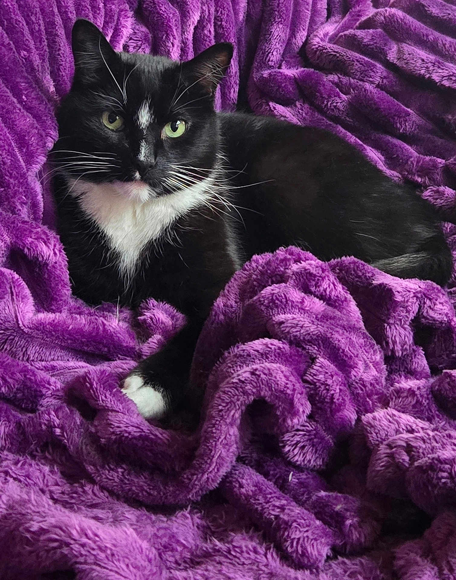 Spooky is registered to the contest to win money with this photo: cat, tuxedo_cat, black_and_white, green_eyes, pet, feline, animal, resting, blanket, purple, soft_texture, cozy, indoor, fur, whiskers, relaxed, cute, domestic_animal, portrait, companion