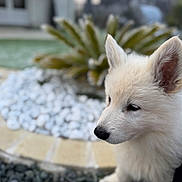 Snow a rejoint le concours — aidez-le/la à gagner de superbes lots ! puppy, dog, white_fur, outdoor, garden, stones, plant, closeup, animal, pet, cute, fur, ears, snout, nature, young_animal, portrait, soft_focus, background_blur, daylight