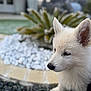 puppy, dog, white_fur, outdoor, garden, stones, plant, closeup, animal, pet, cute, fur, ears, snout, nature, young_animal, portrait, soft_focus, background_blur, daylight