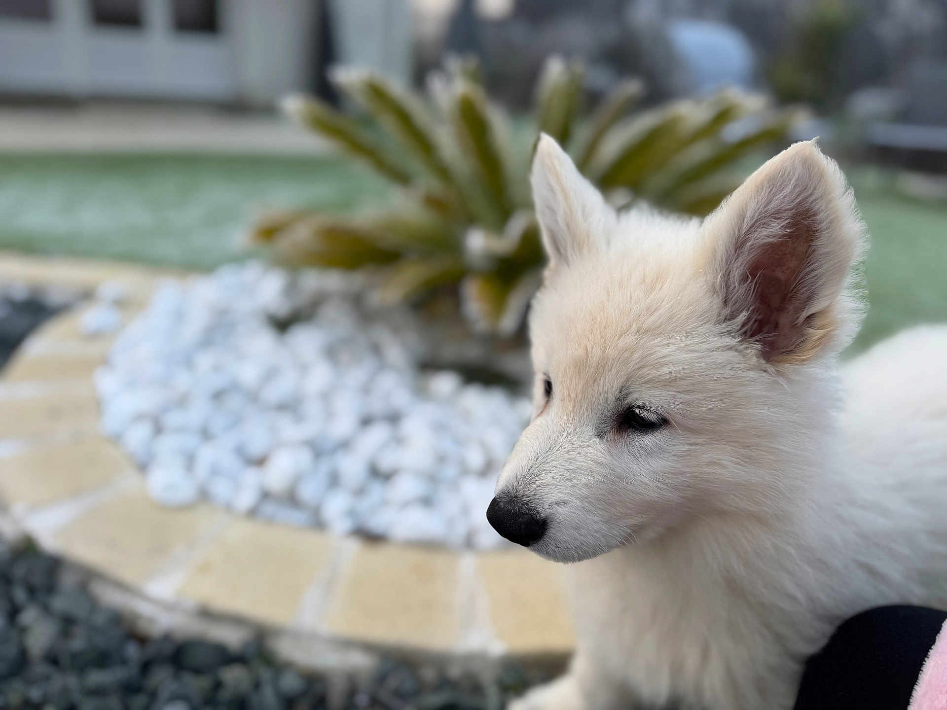 Snow a rejoint le concours — aidez-le/la à gagner de superbes lots ! puppy, dog, white_fur, outdoor, garden, stones, plant, closeup, animal, pet, cute, fur, ears, snout, nature, young_animal, portrait, soft_focus, background_blur, daylight