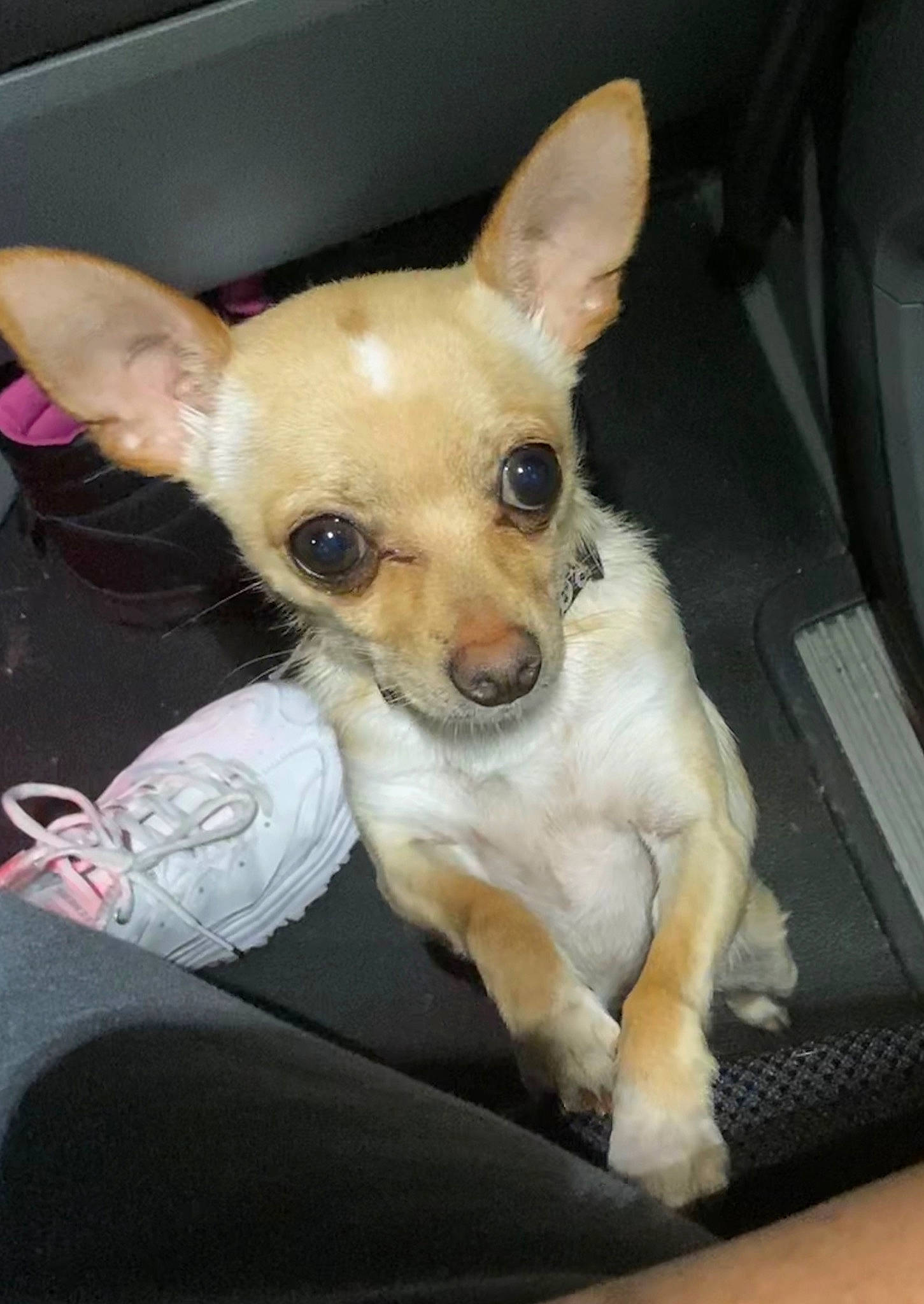 Kado is registered to the contest to win money with this photo: canidae, carnivore, chihuahua, companion_dog, corgi_chihuahua, dog, dog_breed, ear, fawn, mammal, miniature_fox_terrier, prazsky_krysarik, puppy, russkiy_toy, snout, sporting_group, toy_dog, toy_fox_terrier, vertebrate, whiskers