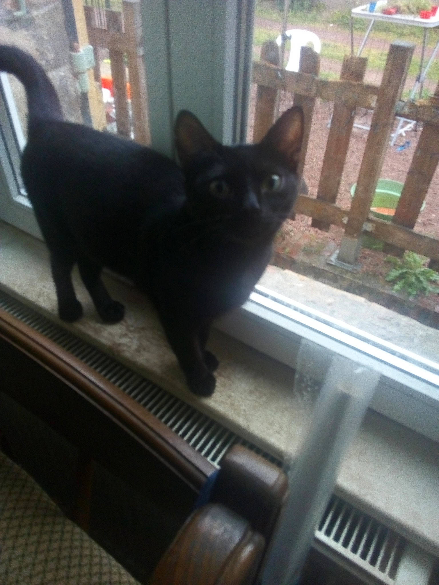 Balthazar a rejoint le concours — aidez-le/la à gagner de superbes lots ! black, bombay, carnivore, cat, felidae, fixture, gas, grey, light, line, mammal, plant, small_to_medium_sized_cats, snapshot, snout, tail, vertebrate, whiskers, window, wood