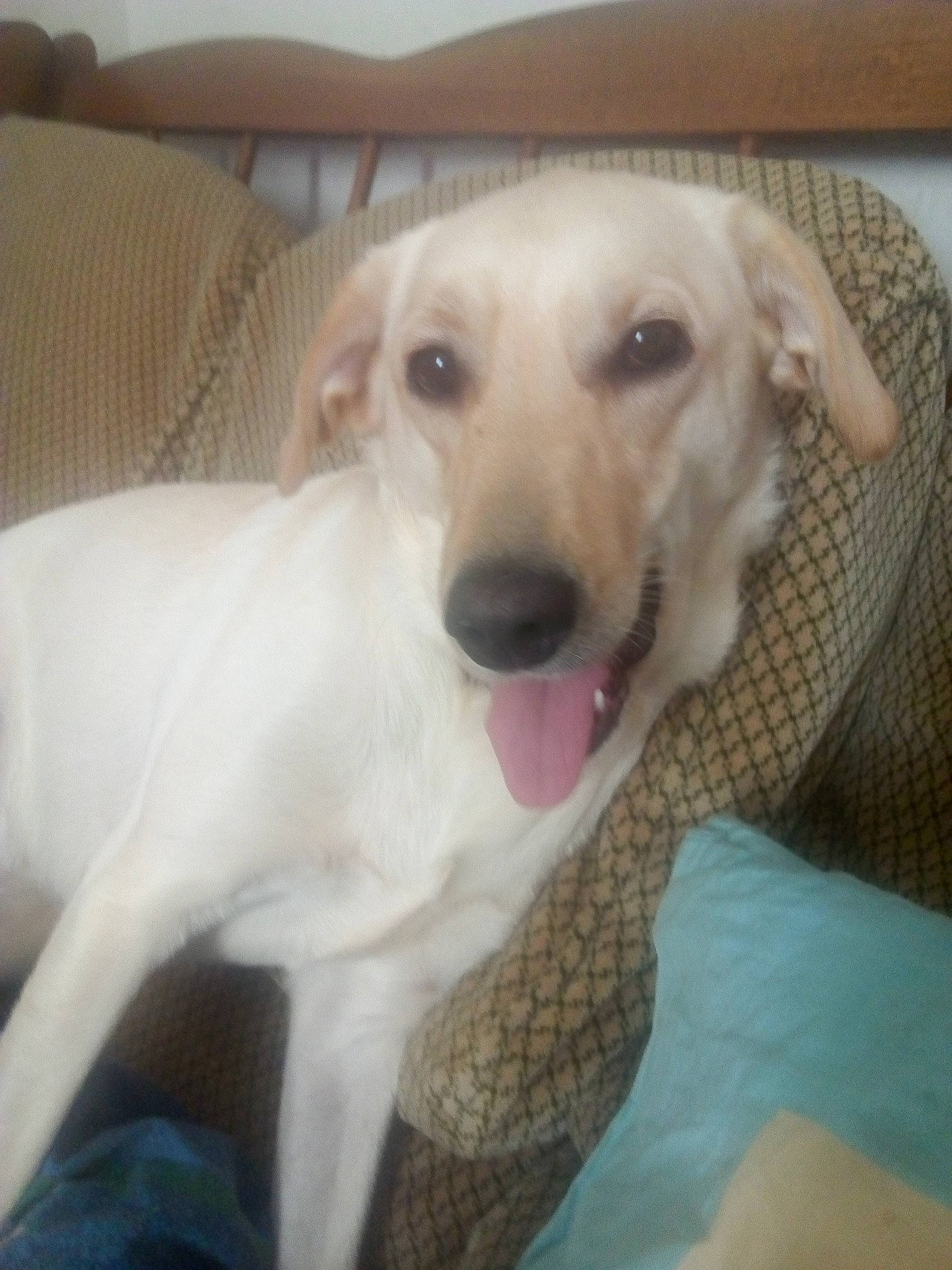 Lea participe au concours pour gagner de l'argent avec cette photo : canidae, carnivore, comfort, companion_dog, couch, dog, dog_breed, dog_supply, fawn, snout, sporting_group, terrestrial_animal, whiskers, working_animal