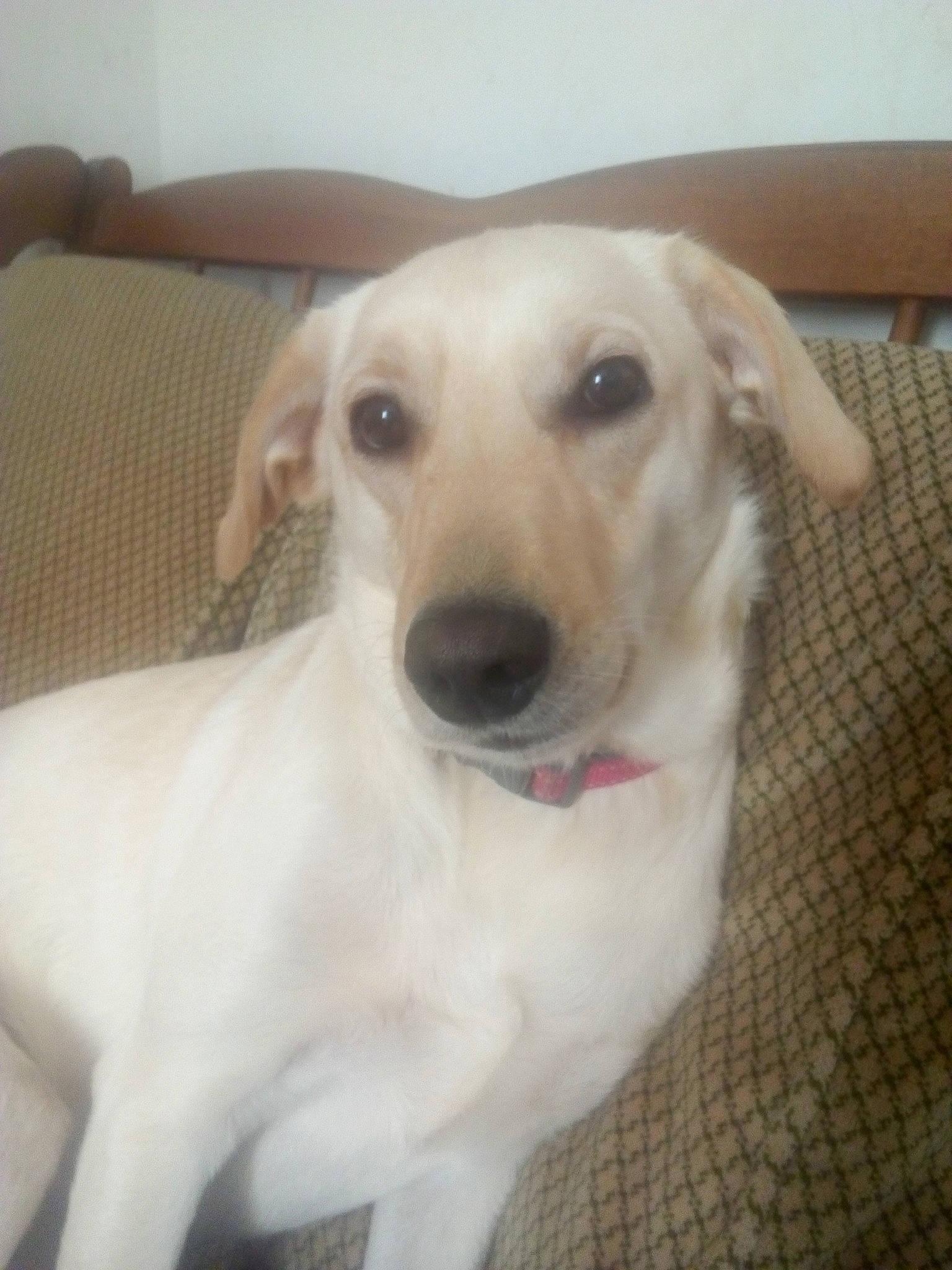 Lea participe au concours pour gagner de l'argent avec cette photo : canidae, carnivore, companion_dog, dog, dog_breed, fawn, flooring, fur, labrador_retriever, non_sporting_group, pet_supply, puppy, snout, sporting_group, tail, whiskers, working_animal