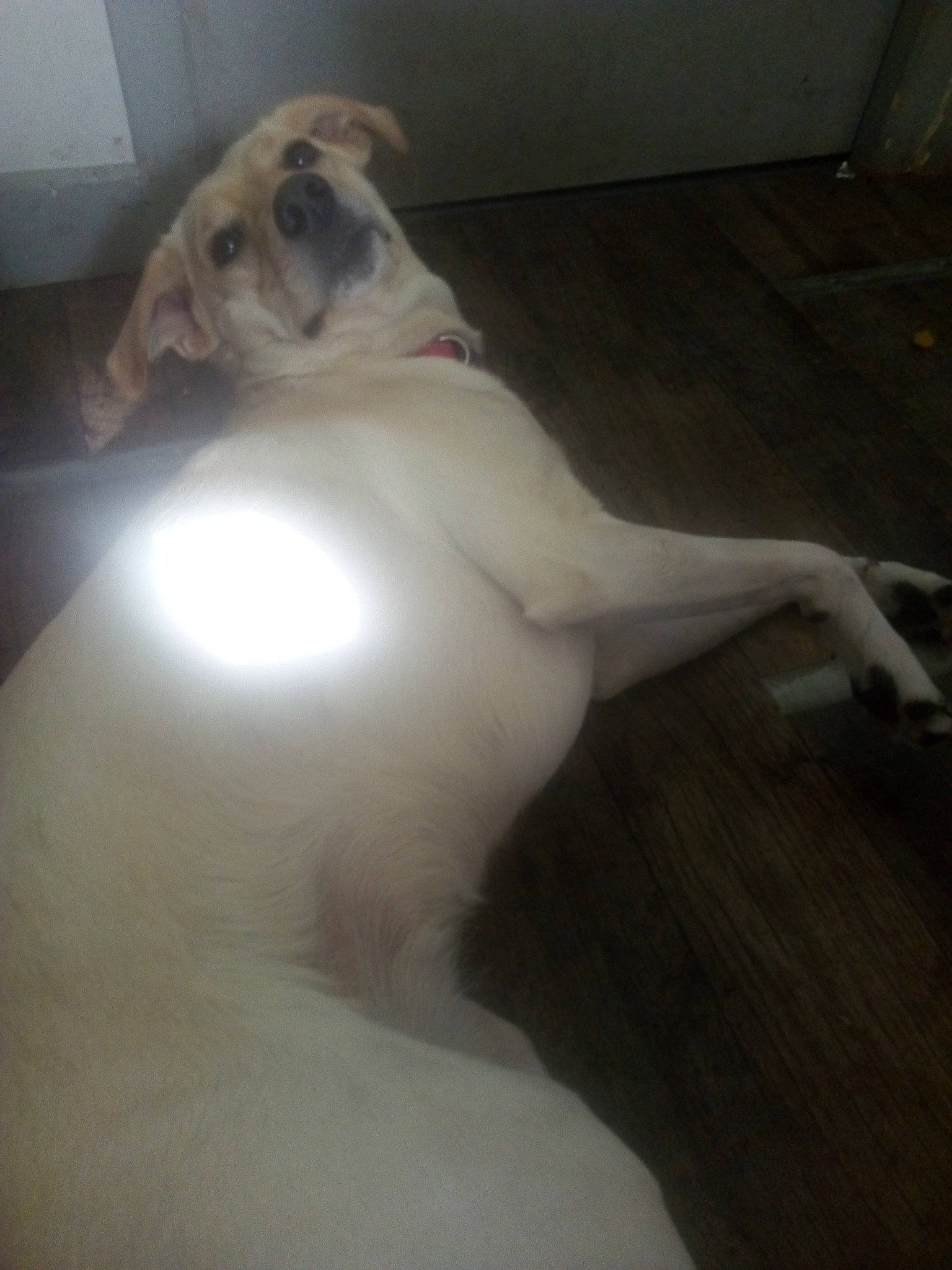 Lea a rejoint le concours — aidez-le/la à gagner de superbes lots ! canidae, carnivore, comfort, companion_dog, dog, dog_breed, fawn, flooring, hardwood, non_sporting_group, paw, snout, sporting_group, tail, toy_dog, whiskers, wood, working_animal