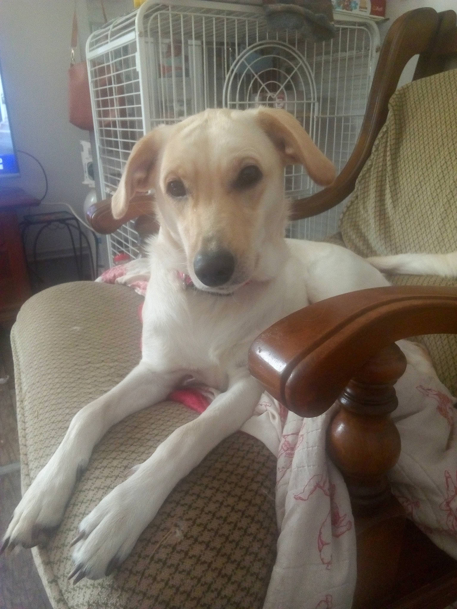 Lea a rejoint le concours — aidez-le/la à gagner de superbes lots ! canidae, carnivore, chair, comfort, companion_dog, dog, dog_breed, dog_supply, ear, fawn, flooring, furniture, paw, pet_supply, snout, sporting_group, tail, toy_dog, whiskers, working_animal