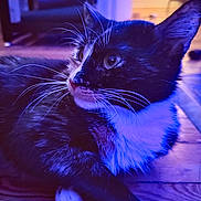 Bonnie is registered to the contest to win money with this photo: animal, blue_lighting, cat, close_up, cute, domestic_cat, feline, floor, fur, house_pet, indoor, looking_away, pet, portrait, purple_lighting, relaxing, side_view, tuxedo_cat, whiskers, wooden_floor