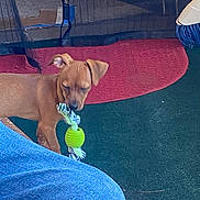 Chepito is registered to the contest to win money with this photo: dog, puppy, toy, rope_toy, green_toy, carpet, red_rug, jeans, leg, indoor, pet, brown_dog, playing, mouth, floor, furniture, netting, curtain, animal, canine
