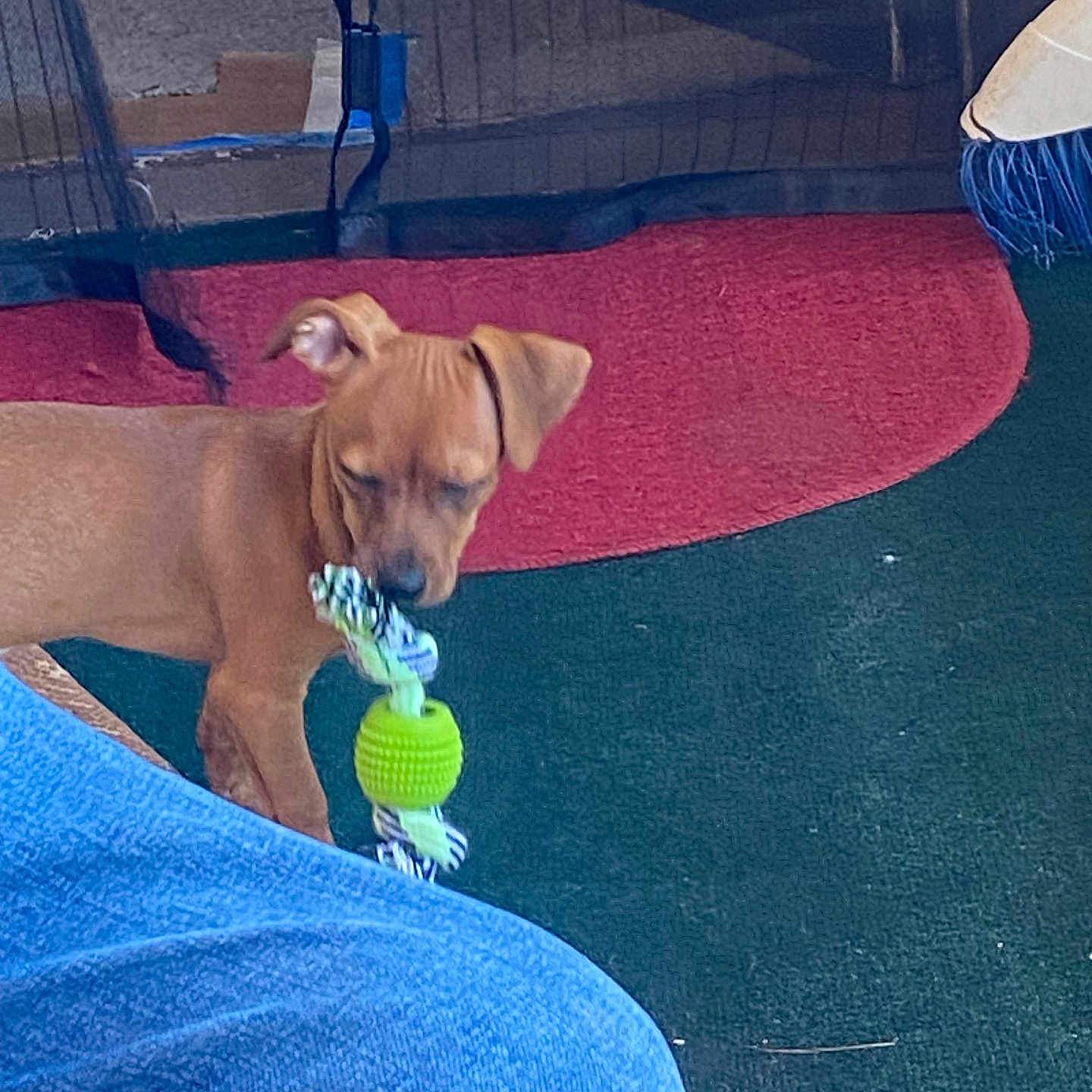Chepito is registered to the contest to win money with this photo: animal, brown_dog, canine, carpet, curtain, dog, floor, furniture, green_toy, indoor, jeans, leg, mouth, netting, pet, playing, puppy, red_rug, rope_toy, toy